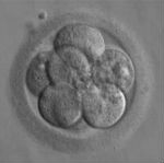 embryon-trois-jours